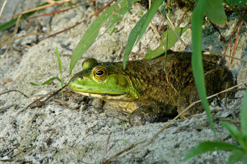 Bullfrog (Rana catesbeiana); DISPLAY FULL IMAGE.