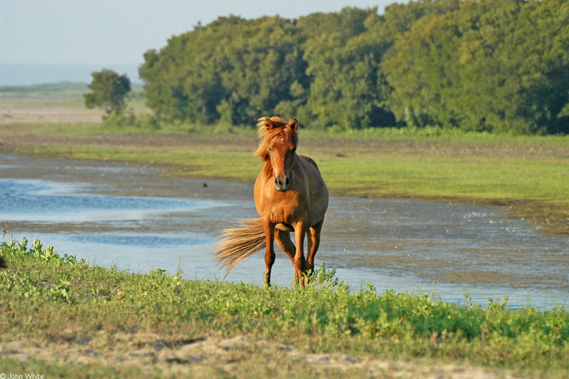 Assateague Island Pony (Equus caballus) 0002; DISPLAY FULL IMAGE.