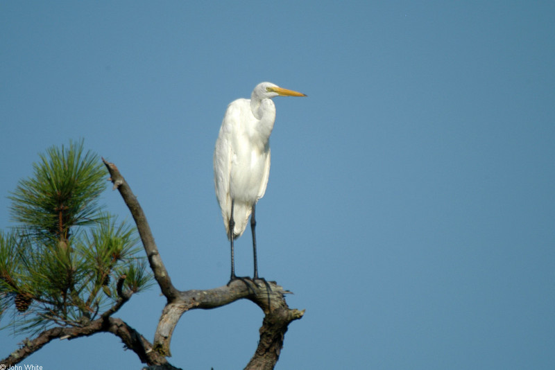 Great Egret (Ardea alba) 0001; DISPLAY FULL IMAGE.