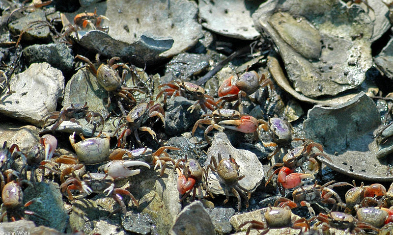 Fiddler Crab (Uca pugnax) 0001; DISPLAY FULL IMAGE.