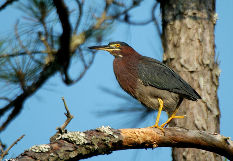 Green Heron (Butorides virescens); DISPLAY FULL IMAGE.