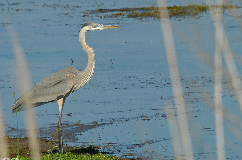 Great Blue Heron (Ardea herodias); DISPLAY FULL IMAGE.