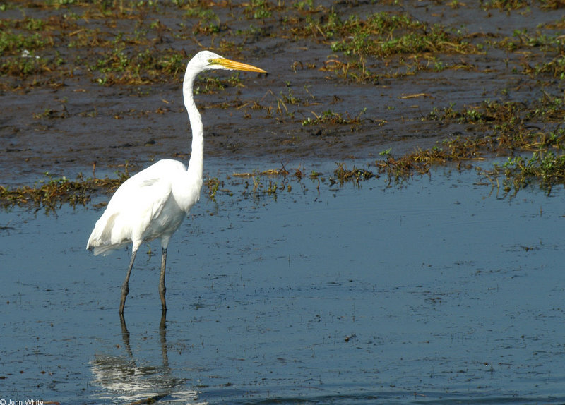 Great Egret (Ardea alba) 0002; DISPLAY FULL IMAGE.