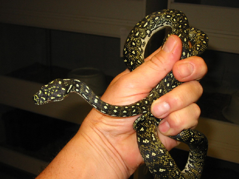 Diamond python Morelia spilota spilota; DISPLAY FULL IMAGE.