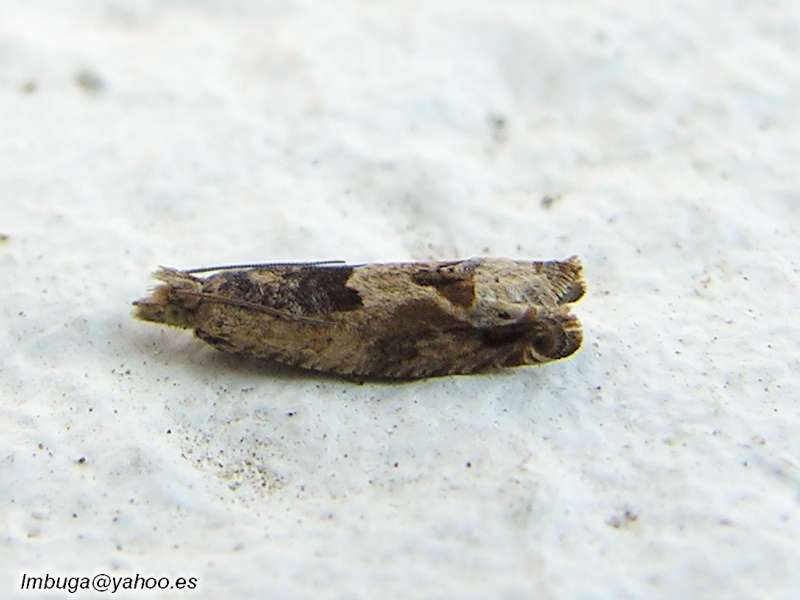 Moth; DISPLAY FULL IMAGE.