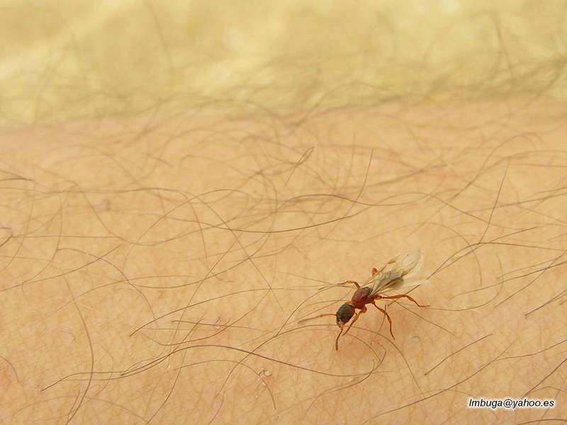 ant; DISPLAY FULL IMAGE.