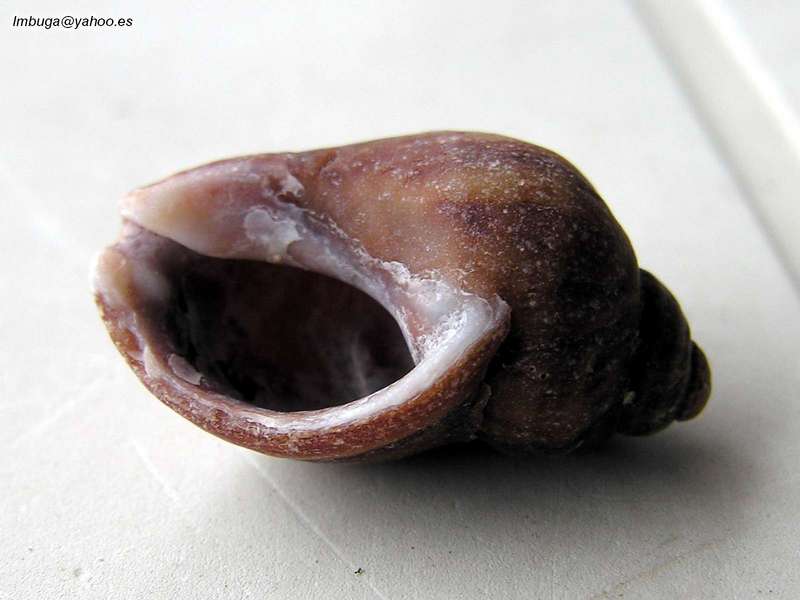 shell; DISPLAY FULL IMAGE.