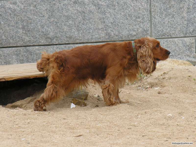 dog; DISPLAY FULL IMAGE.