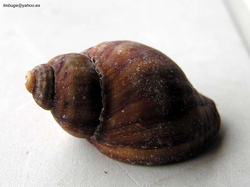 shell; DISPLAY FULL IMAGE.