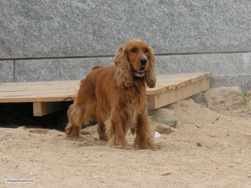 dog; DISPLAY FULL IMAGE.