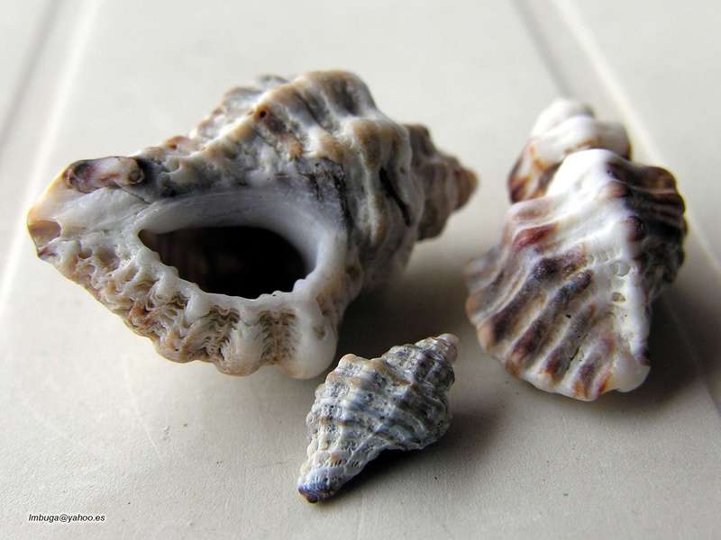 shell; DISPLAY FULL IMAGE.
