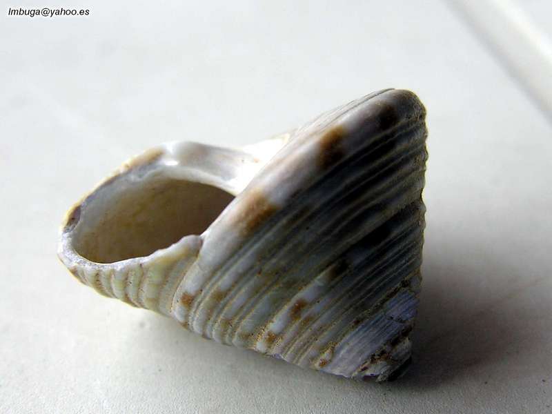 shell; DISPLAY FULL IMAGE.