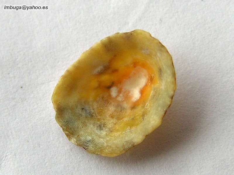 shell; DISPLAY FULL IMAGE.