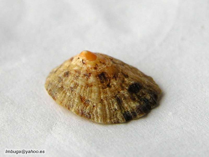 shell; DISPLAY FULL IMAGE.