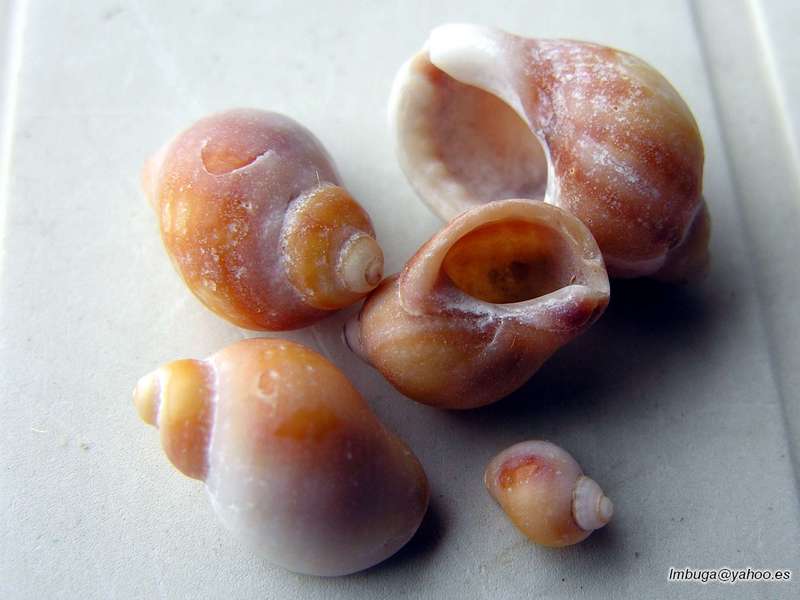 shell; DISPLAY FULL IMAGE.