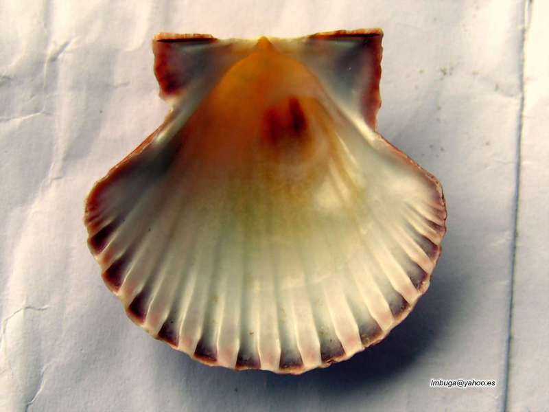 shell; DISPLAY FULL IMAGE.