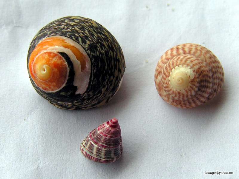 shell; DISPLAY FULL IMAGE.