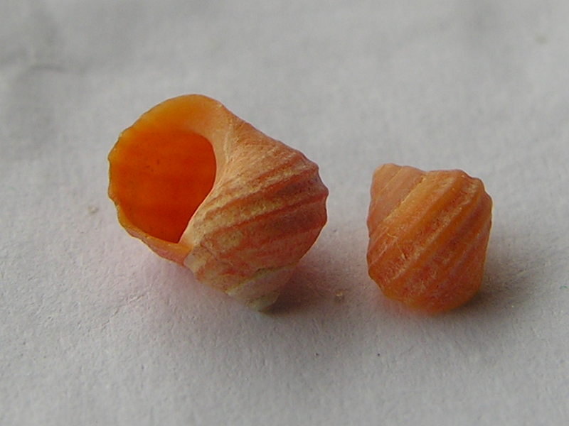 shell; DISPLAY FULL IMAGE.