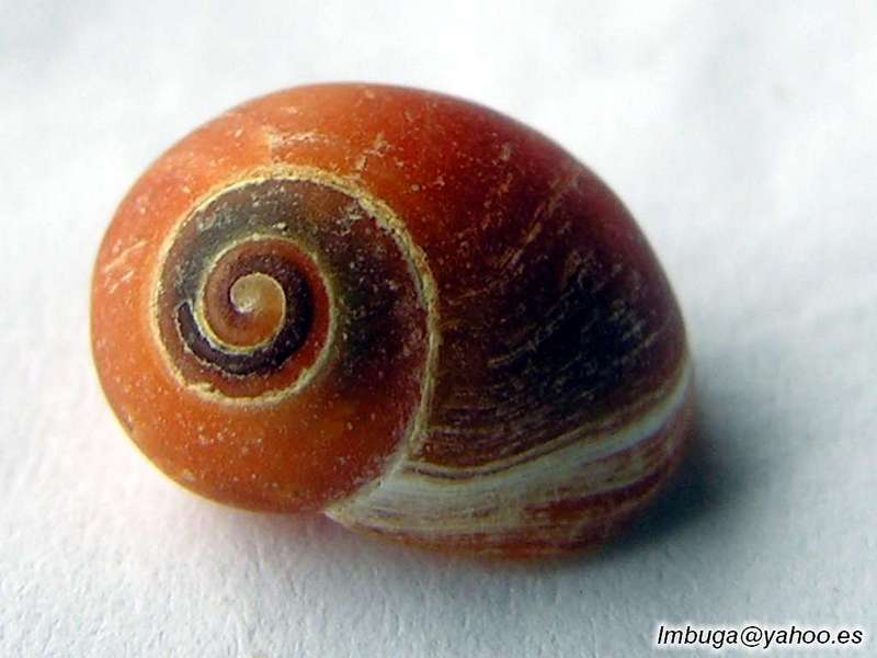 shell; DISPLAY FULL IMAGE.