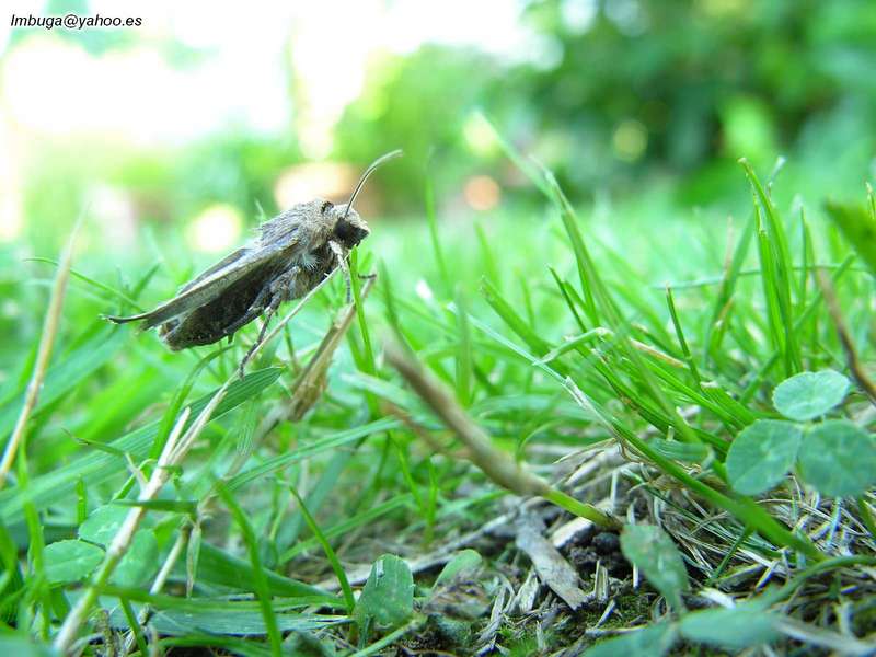 Moth; DISPLAY FULL IMAGE.