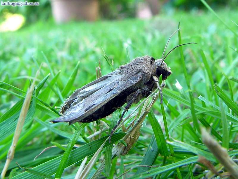 Moth; DISPLAY FULL IMAGE.