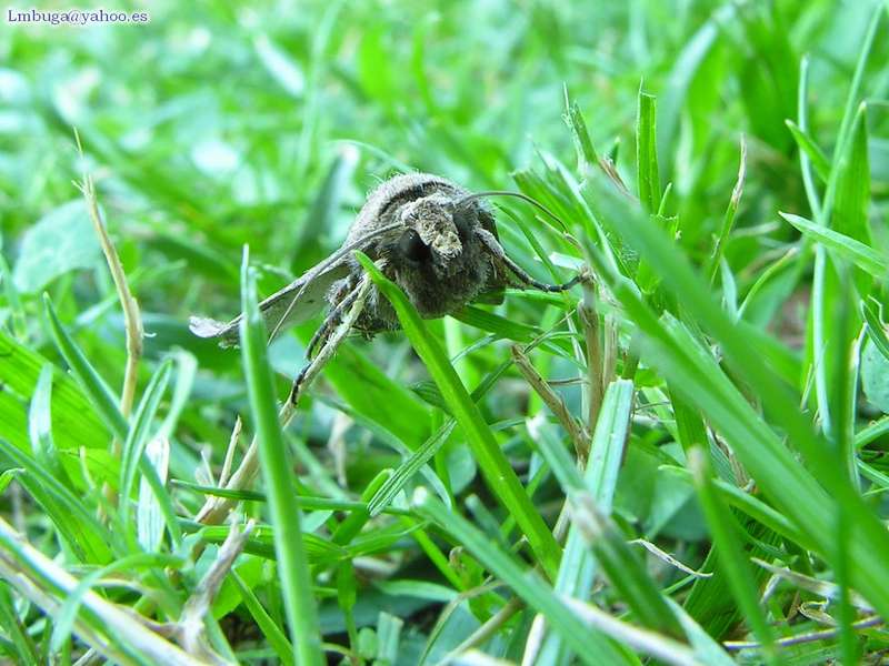 Moth; DISPLAY FULL IMAGE.