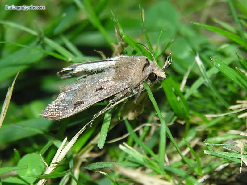 Moth; DISPLAY FULL IMAGE.