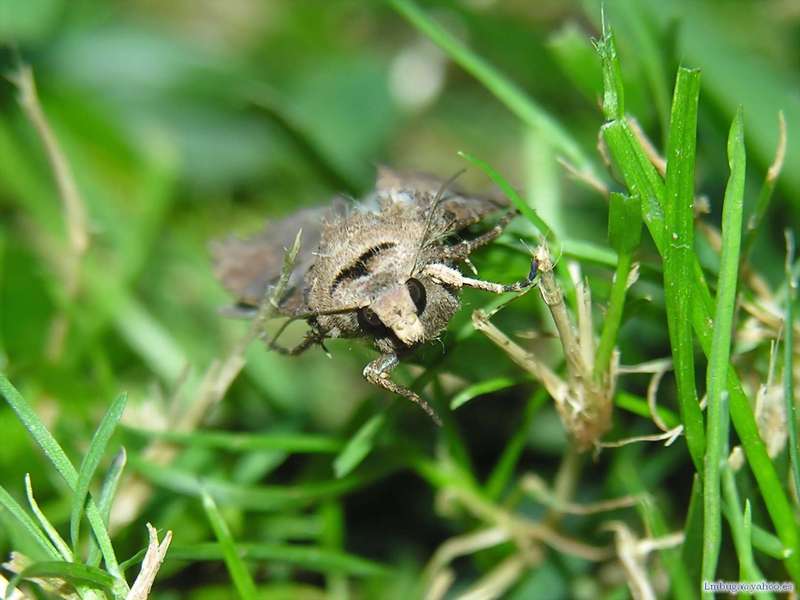 Moth; DISPLAY FULL IMAGE.