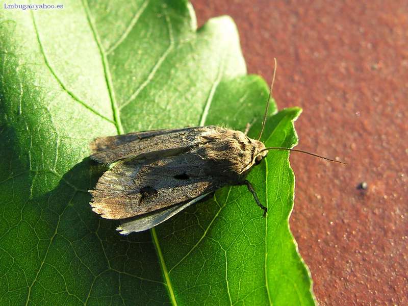 Moth; DISPLAY FULL IMAGE.