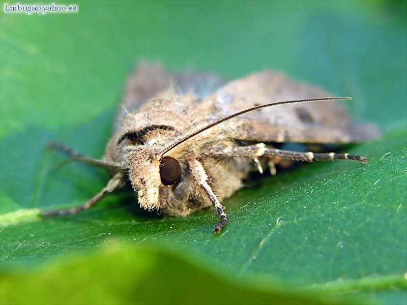 Moth; DISPLAY FULL IMAGE.
