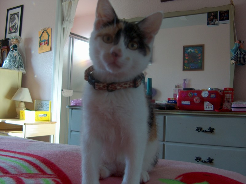 Cute kittie; DISPLAY FULL IMAGE.