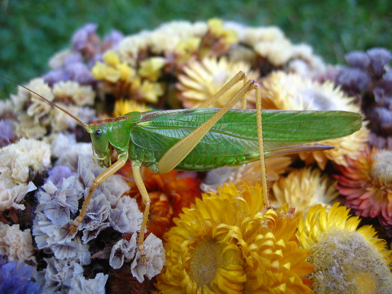 Grasshopper; DISPLAY FULL IMAGE.