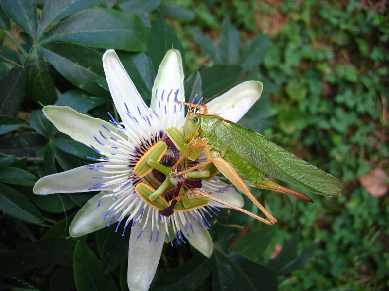 Grasshopper; DISPLAY FULL IMAGE.