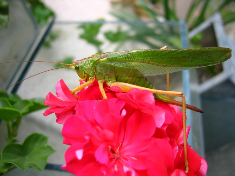 Grasshopper; DISPLAY FULL IMAGE.