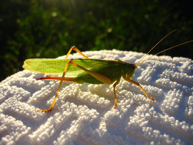 Grasshopper; DISPLAY FULL IMAGE.