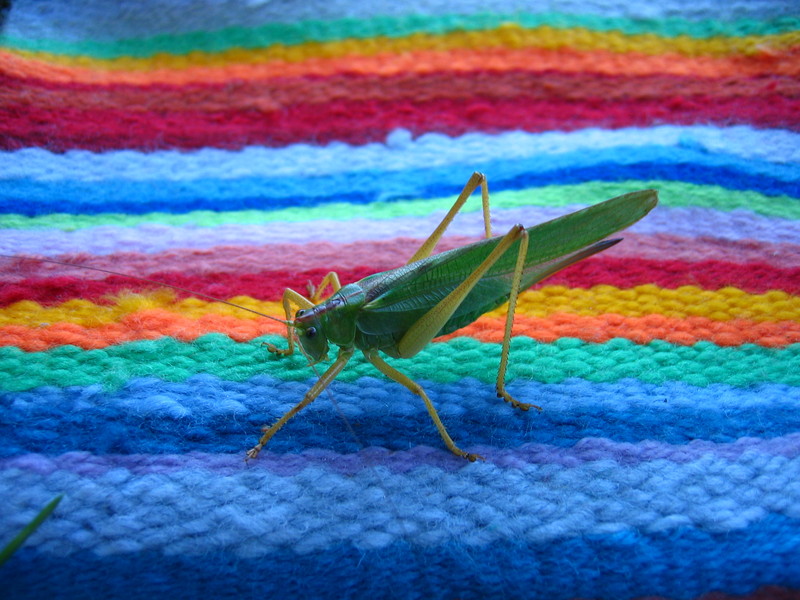 Grasshopper; DISPLAY FULL IMAGE.