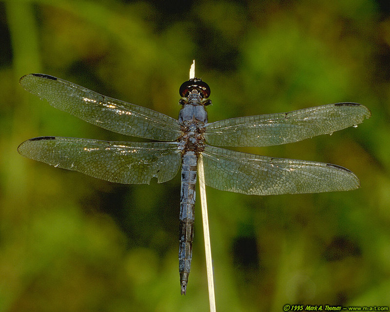 Dragonfly; DISPLAY FULL IMAGE.