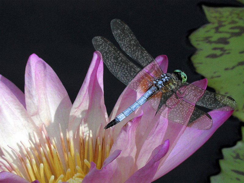 Dragonfly; DISPLAY FULL IMAGE.
