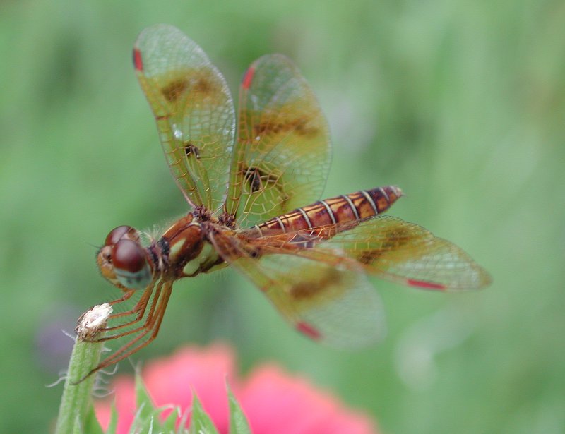 Dragonfly; DISPLAY FULL IMAGE.