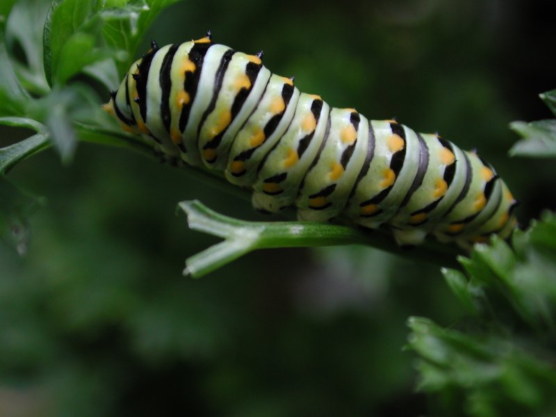 Caterpillar; DISPLAY FULL IMAGE.