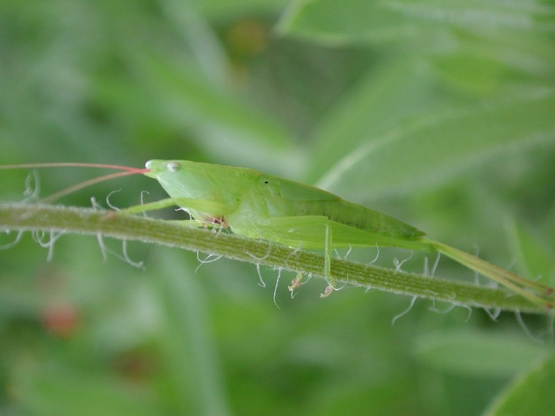Grasshopper; DISPLAY FULL IMAGE.