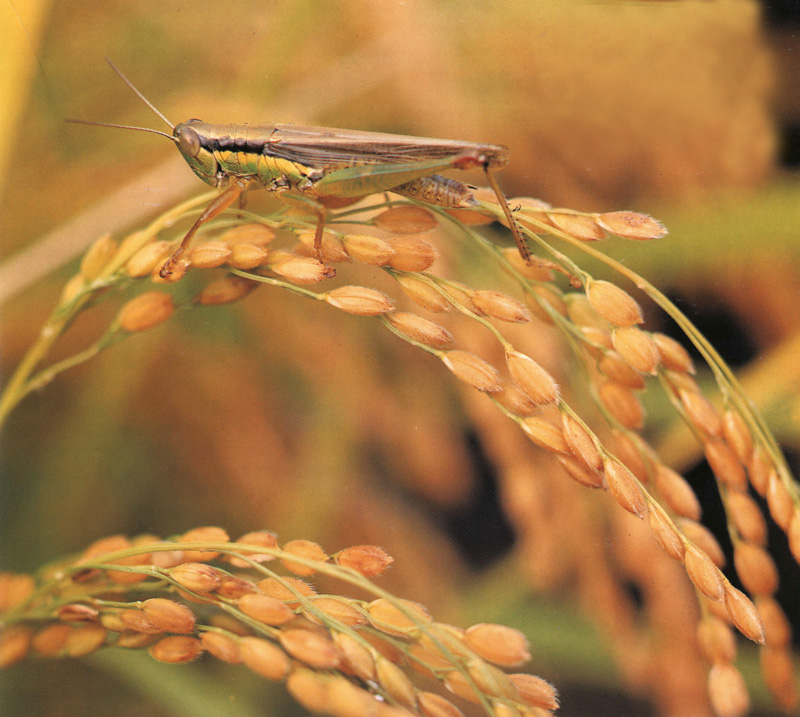 Grasshopper; DISPLAY FULL IMAGE.