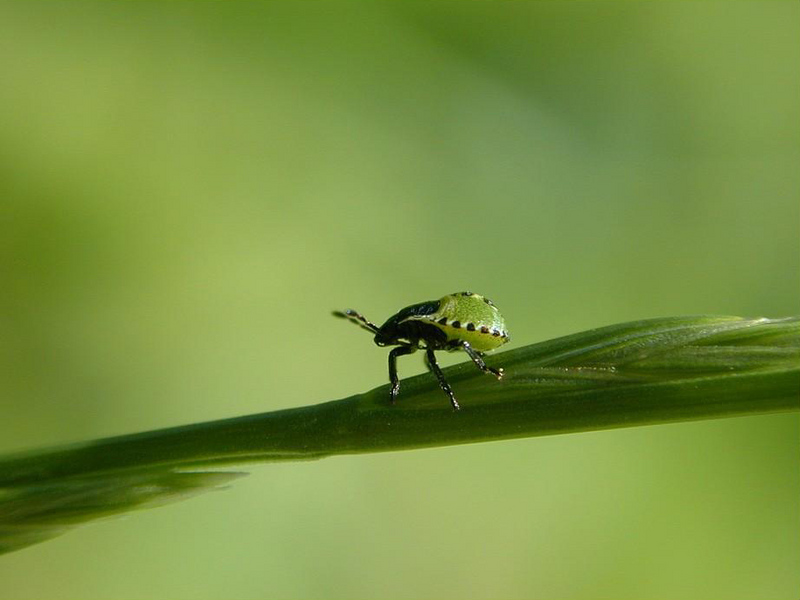 Stink Bug; DISPLAY FULL IMAGE.