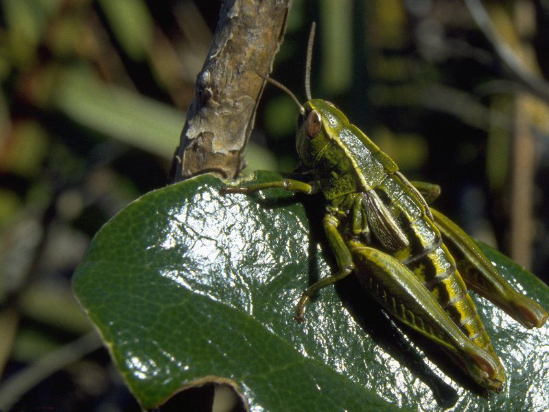 Grasshopper; DISPLAY FULL IMAGE.