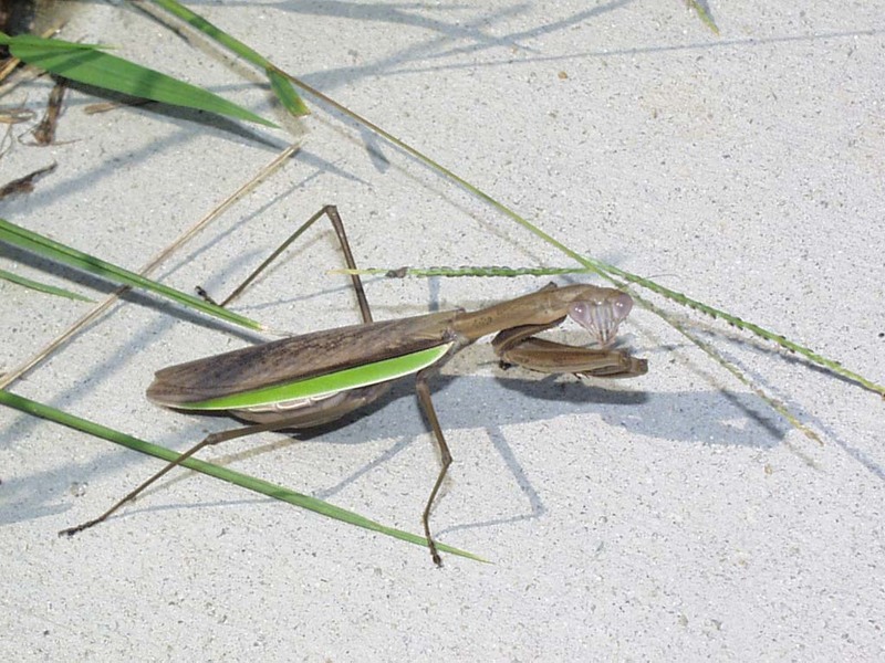 Mantis; DISPLAY FULL IMAGE.