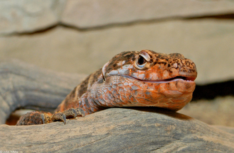 African Plated Lizard (Gerrhosaurus major); DISPLAY FULL IMAGE.