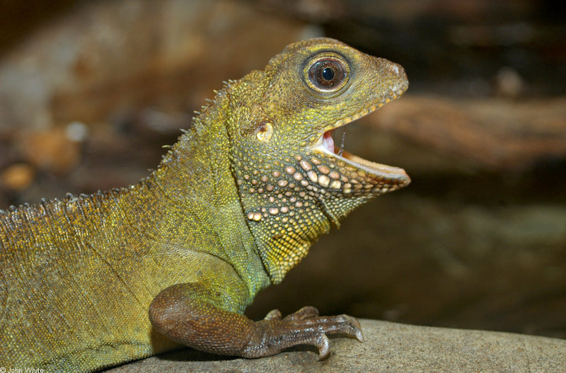 Asian Water Dragon (Physignathus cocincinus) 1024; DISPLAY FULL IMAGE.