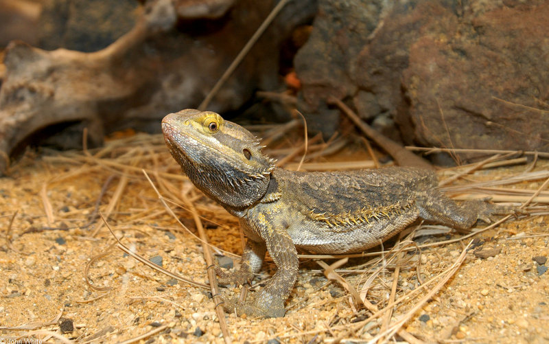 Bearded Dragon (Pogona barbata); DISPLAY FULL IMAGE.