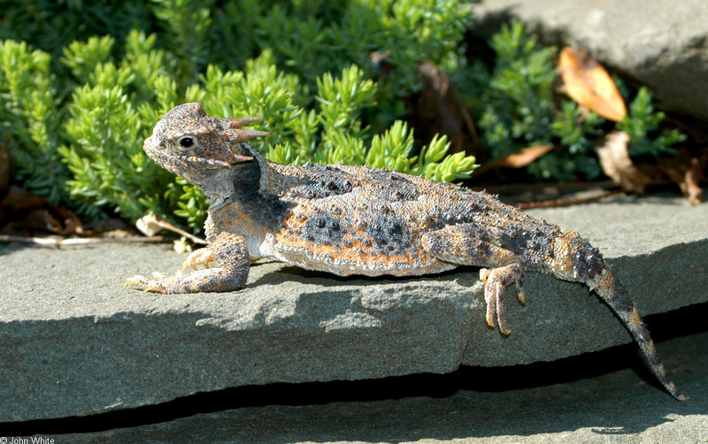 Desert Horned Lizard (Phrynosoma platyrhinos) 600; DISPLAY FULL IMAGE.