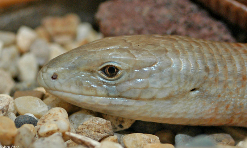 European Glass Lizard (Ophisaurus apodus) 2; DISPLAY FULL IMAGE.